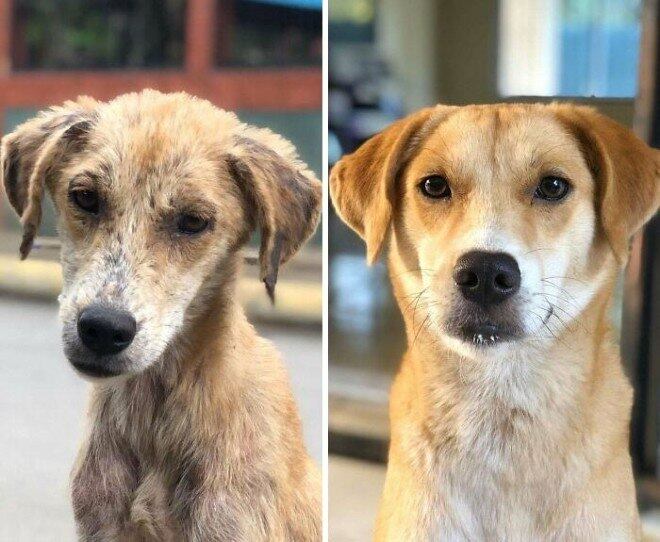 Transformação do Thor antes e depois do ShapeDog
